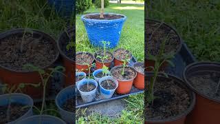 Planting life May 22. peppers, tomatoes, herbs. an appearance by Dixie. #garden #dogs