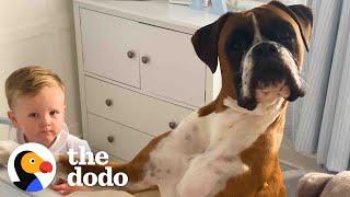 Dog Insists In Getting Into Baby Brother's Crib To Cuddle | The Dodo