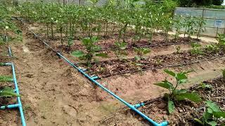 Drip Irrigation | Family Irrigation | Agriculture in Cambodia