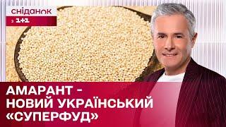 Щириця – рослина з потенціалом! Крупа яка стане клондайком для бізнесу?