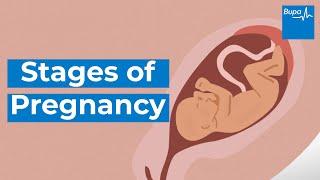 How your baby develops | Stages of pregnancy | Bupa Health