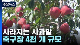 사과 비싼데...9년간 "축구장 4천 개 사과밭 사라진다" / YTN