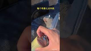 胖胖的生物钟真准呀,每天都准时起#鹦鹉 #萌宠 #parrot #pets #搞笑 #cute #animals #birds #治愈#shorts