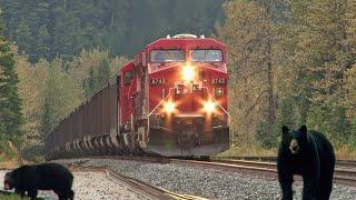 Trains and Bears on Rogers Pass!