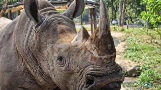 Khao Kheo zoo, Pattaya, Thailand | Зоопарк Као Кео, Паттайя, Тайланд