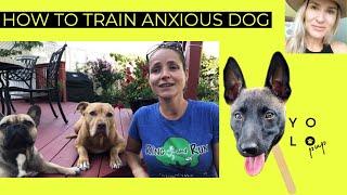 HOW TO CALM THE ANXIOUS DOG | YOLO PUP x Ring and Run Dog Walkers