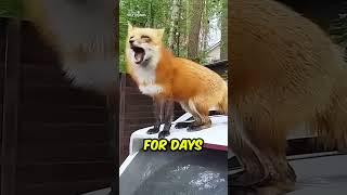 Why Is This Fox Crying on a Car? The Heartwarming Truth Will Shock You! #animalrescue