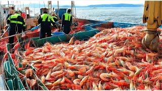 American fishermen use robots to catch millions of red shrimp this way-Trawl nets catch fish on boat