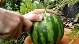 How to Tell if a Watermelon is RIPE to Pick