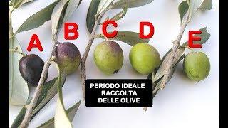 QUANDO RACCOGLIERE LE OLIVE, vediamo il periodo giusto ed il grado di maturazione