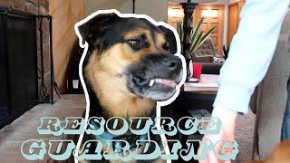 How to Fix Resource Guarding Food Around Other Dogs - Positive Reinforcement