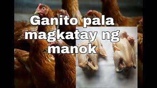 Paano magkatay ng native na manok