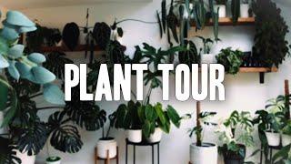 A relaxing Houseplant Tour of my plant wall!