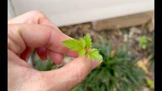 Don’t plant these in Florida! Two VERY invasive plants