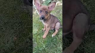 WATCH "Rocky and Rowdy Grow Up" #puppies #creeker #dog #mariah