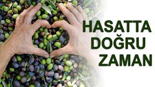 Zeytin Ne Zaman Hasat Edilir?