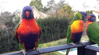 Male Rainbow Lorikeet impressing the Female