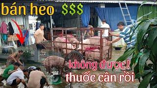 cuối cùng cũng tới ngày bán heo con nào cũng trên trăm kg , ngày vui cân heo lợn