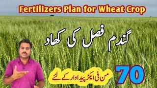 Wheat fertilizers plan to get bumper yield | Abid Ali Agrarian