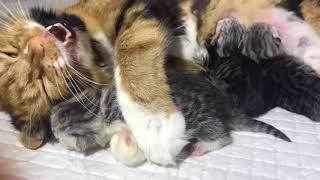 Mummy cat loves her kitten