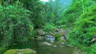 Calming mountain stream, birds chirping, morning nature sounds, ASMR