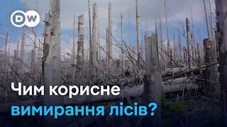 Чому вимирання лісів у Німеччині вважають корисним? | DW Ukrainian