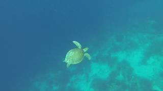 Cliff / Dive Friends. Bonaire (by Snorkeling Quest)