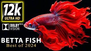 Stunning Betta Fish 12k HDR 60fps Dolby Vision - Best of 2024Special Oled Demo 2024Relaxing Music