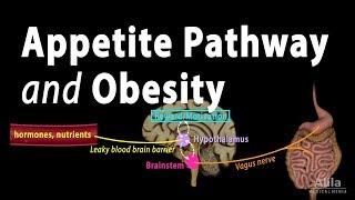 The Brain's Hunger/Satiety Pathways and Obesity, Animation