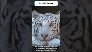 Faithfulness #shorts #short #tiger #tigers #animals #motivation #animals