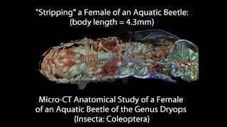 'Undressing' a Female of an Aquatic Beetle to be able to see the internal anatomy.wmv