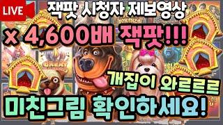 [슬롯] 맥스윈 까비! x4,600배 잭팟!!! 개집 참이쁘게도짓네(시청자제보) 슬롯 슬롯머신 온라인슬롯 슬롯생방송 슬롯라이브 슬롯스쿨 강원랜드 카지노 바카라 파워볼 슬롯 잭팟