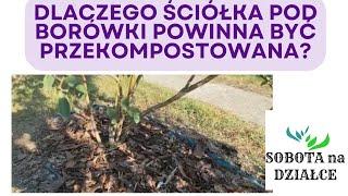 Dlaczego niewskazane jest stosowanie nieprzekompostowanej ściółki pod borówki?🫐