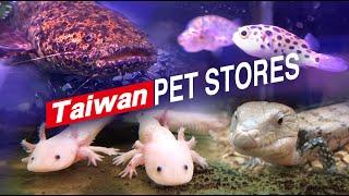 TAIWAN PET STORE TOUR ! 探索台灣寵物店台南 魚中魚！台湾のペットショップを探索