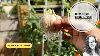 How To Root Garlic To Plant In Your Garden