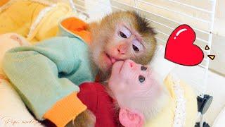 Monkey Pupu and Poki go to sleep together so cute