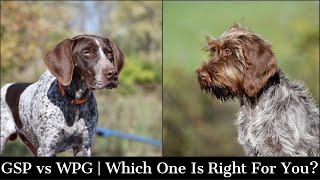 Wire Haired Pointing Griffon vs German Shorthaired Pointer | Which One Is Right For You?