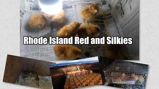 Bagong Pisang Rhode Island Red at Silkies Free Range Chicken