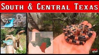 20 Snake Day flipping tin across Texas! Whips, ratsnakes and rattlesnakes!