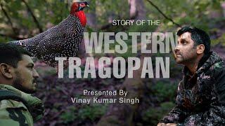 A Story of Western Tragopan