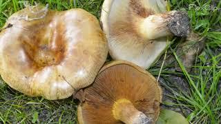 Paxillus involutus e Paxillus rubicundulus (ultime 2 immagini)