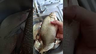 рыбалка#рыболовная #fishing #ловим #лето #carp