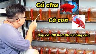 Siêu Phẩm Red FC Star bông cúc của thanh Hải betta có gì hot ?