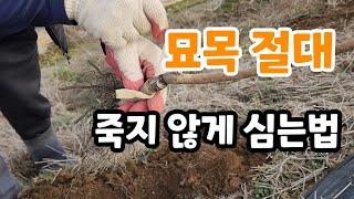 묘목 절대 안죽게 심는법 옥천 묘목시장 사장님이 알려준 꿀티