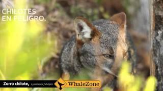 Darwin's Fox (ZORRO CHILOTE) (LYCALOPEX FULVIPES)