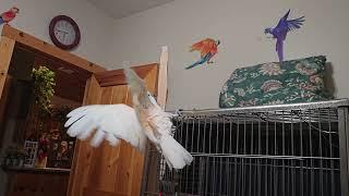 Some Days You Gotta Just Scream & Yell Like A Cockatoo!!