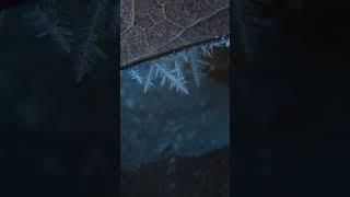 Hoar frost timelapse