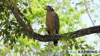 Crested Serpent Eagle @ Chiu S C 5499