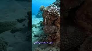 Watch the strangest fish of the Red Sea