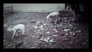 Lucu.... Kakak kambing terpancing emosi